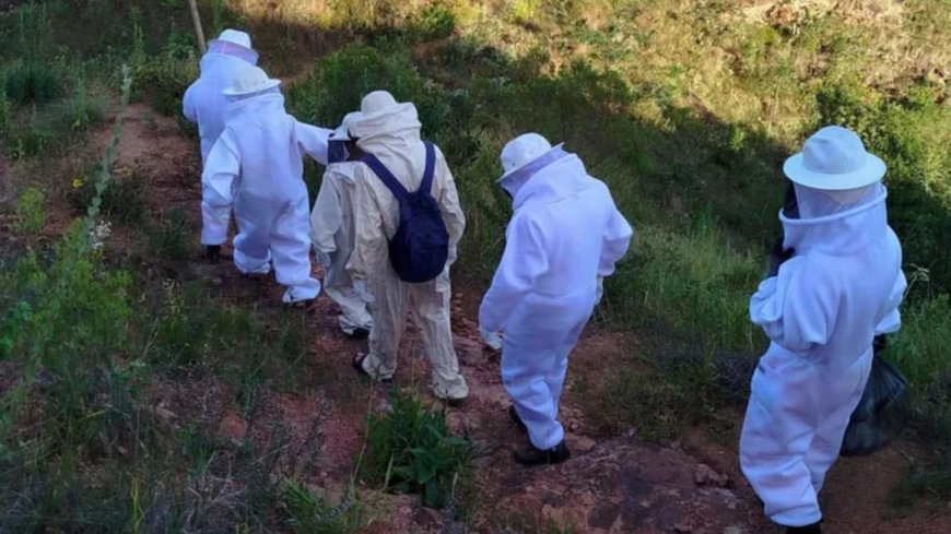 Ponto turístico de Monte Santo é interditado após ataque de abelhas