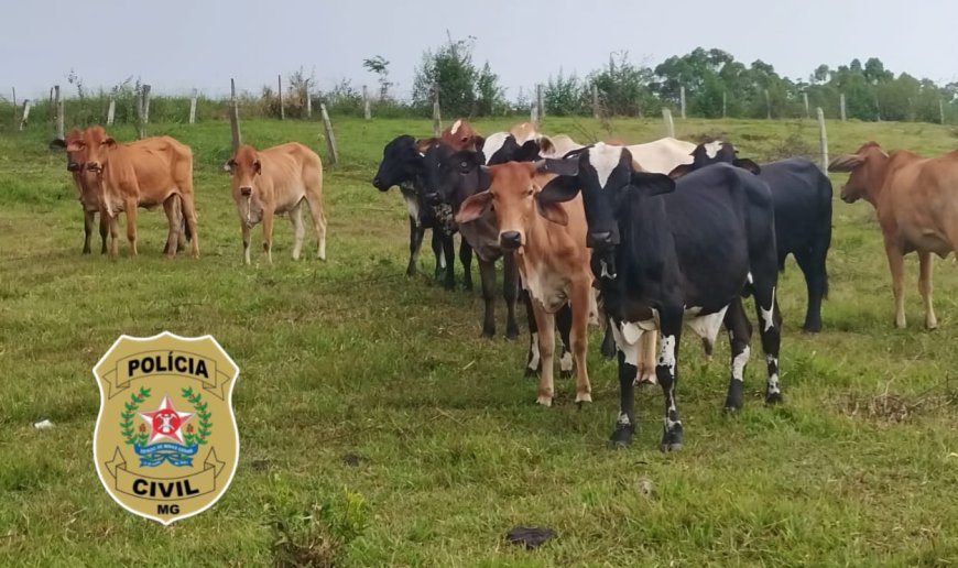 Homem de 35 anos é preso pela Polícia Civil por furto de gado no Sul de Minas