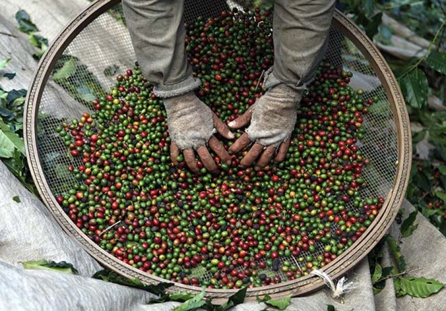 Safra em risco: Criminalidade na cafeicultura mineira aumenta diante dos atuais preços do café