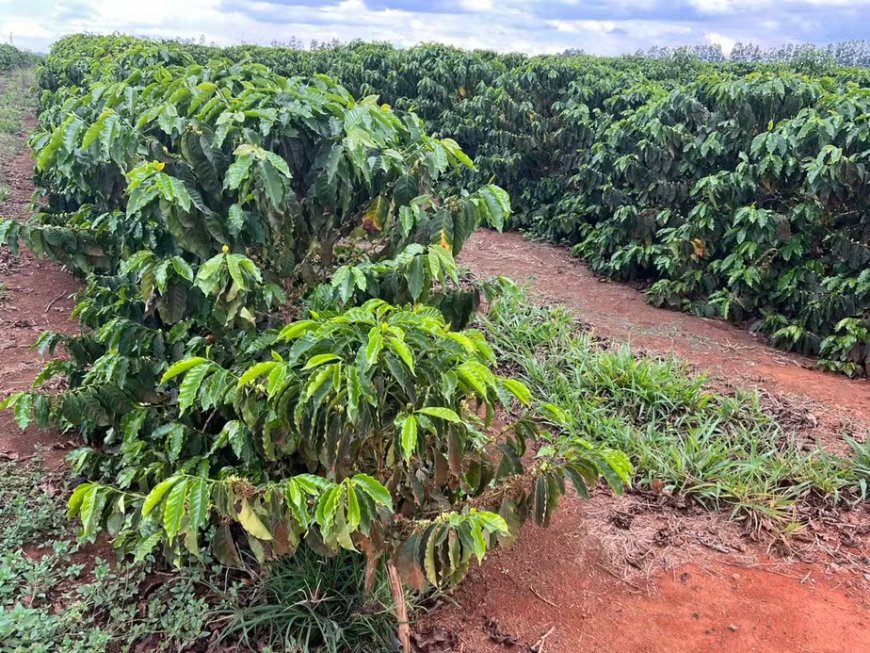 Clima afeta rendimento das lavouras de café, diz Cooxupé