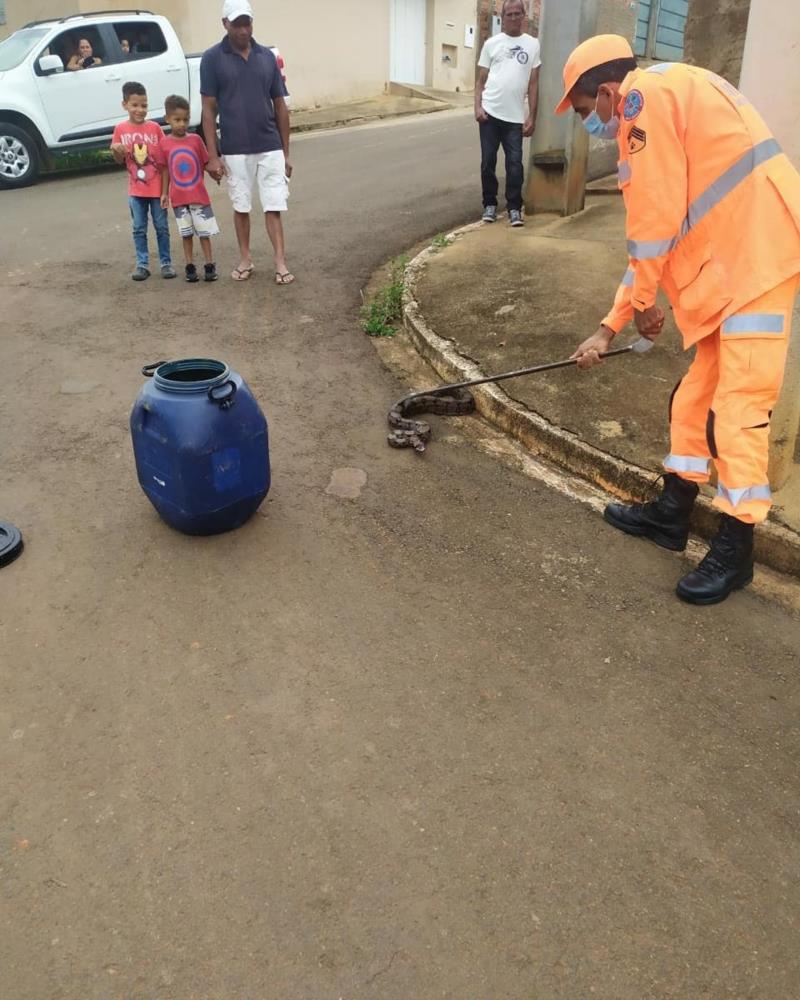 Jibóia é capturada pelos Bombeiros em Guaranésia