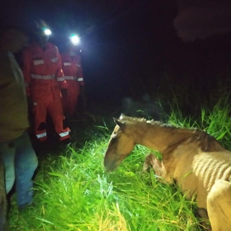 Cavalo atolado no rio Guaxupé é resgatado pelos Bombeiros