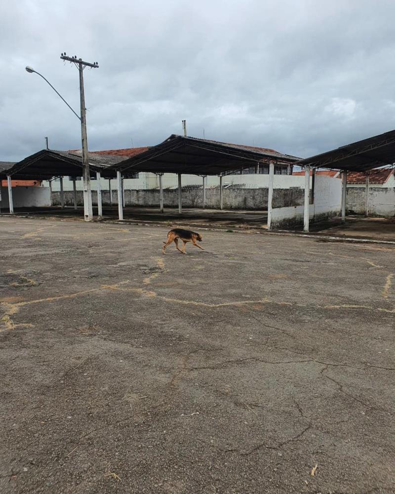 Em Guaxupé, Bombeiros resgatam cão preso em buraco no parque de exposições