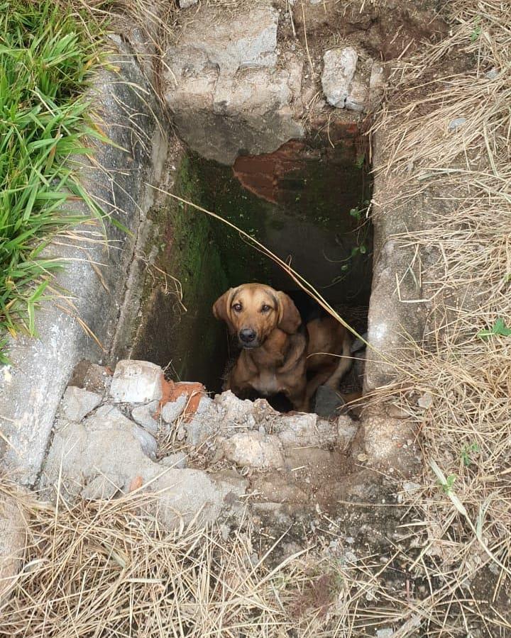 Em Guaxupé, Bombeiros resgatam cão preso em buraco no parque de exposições