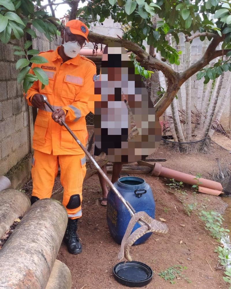 Bombeiros capturam cascavel no Portal dos Nobres, em Guaxupé