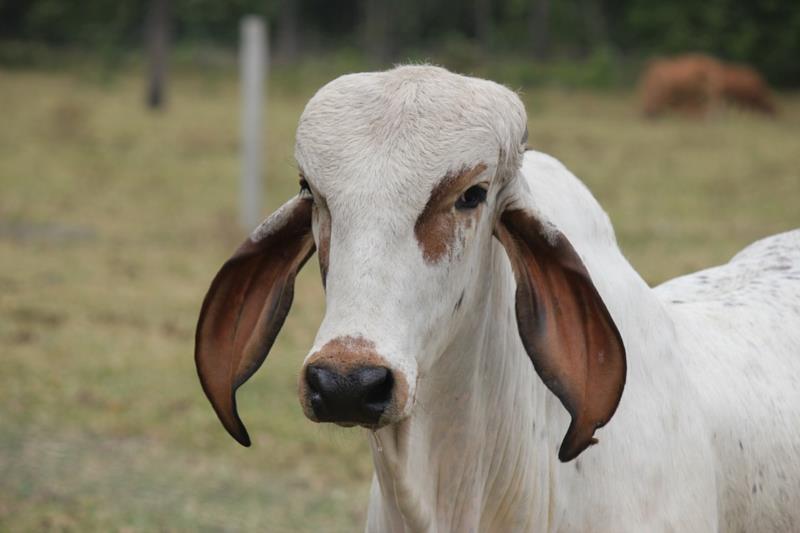 IMA emite cerca de 1,3 milhão de guias de trânsito animal em 2020