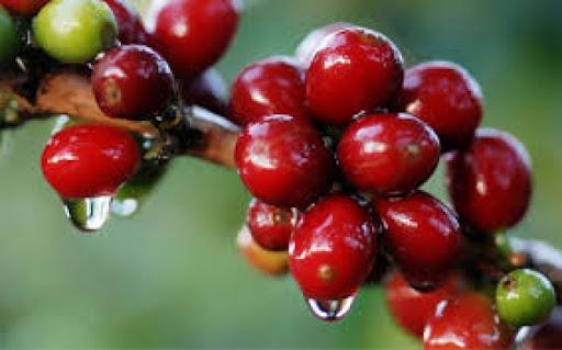 Chuvas retornam às lavouras de café do Sul de Minas neste fim de semana