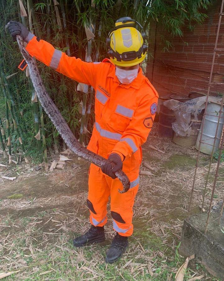 Mais uma Jibóia é resgatada em Guaxupé pelos Bombeiros