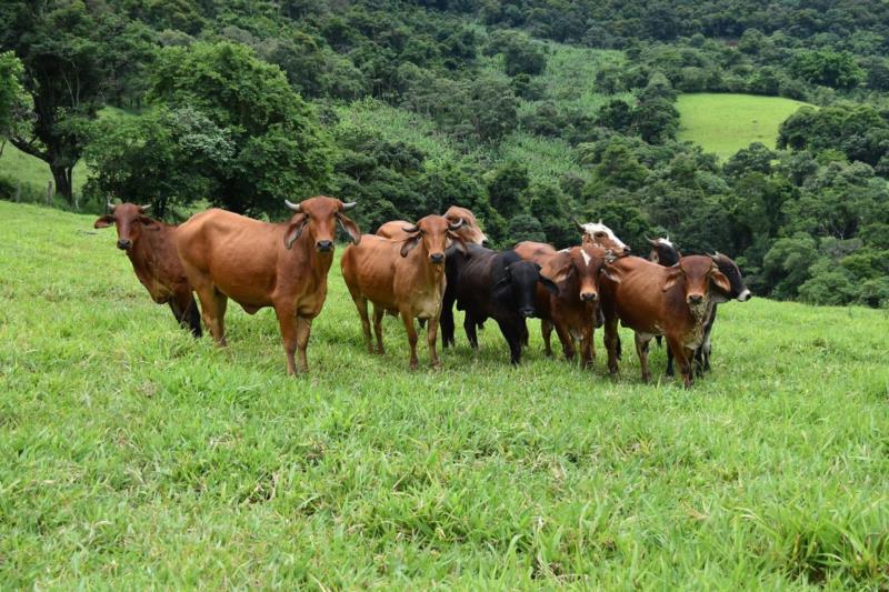 Minas terá vacinação contra a febre aftosa em 2021