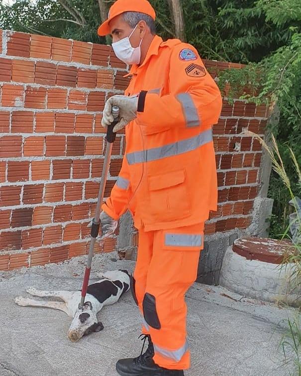 Cachorra vítima de maus tratos em Guaxupé é resgatada pelo Corpo de Bombeiros 