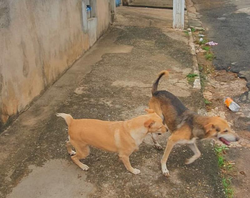 Em Guaxupé, Bombeiros resgatam cão dentro de bueiro no Jardim São Judas