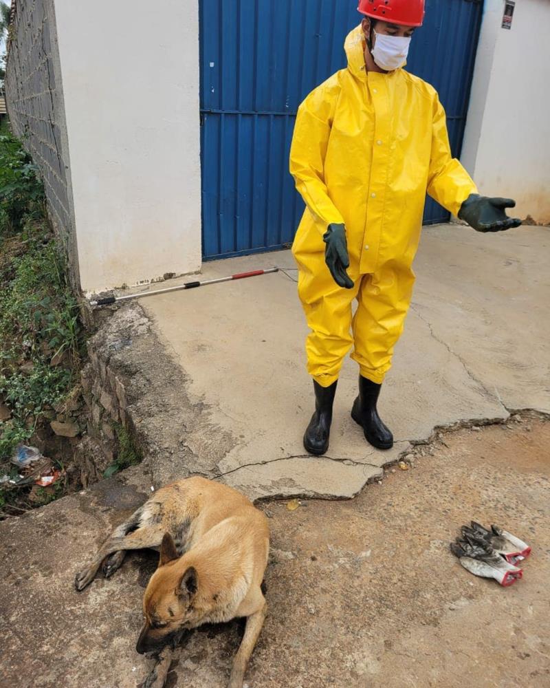 Cão que caiu em rio, em Guaxupé, é resgatado pelos Bombeiros