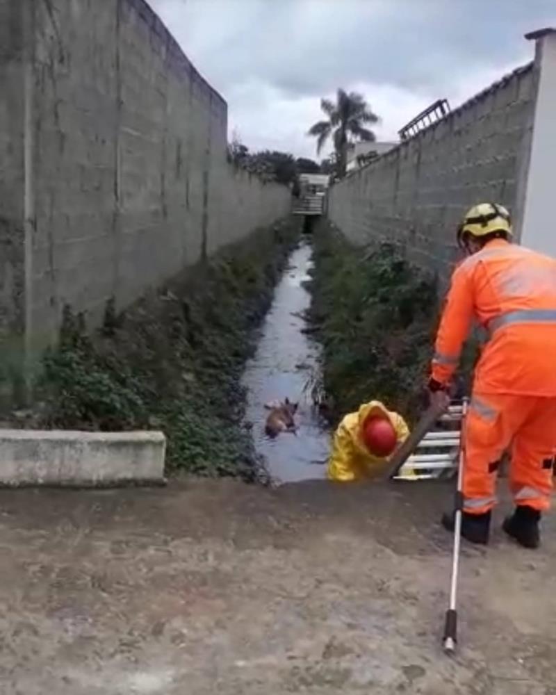 Cão que caiu em rio, em Guaxupé, é resgatado pelos Bombeiros