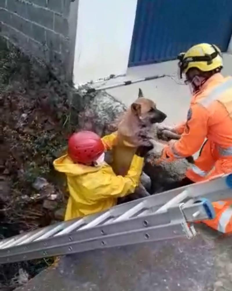 Cão que caiu em rio, em Guaxupé, é resgatado pelos Bombeiros