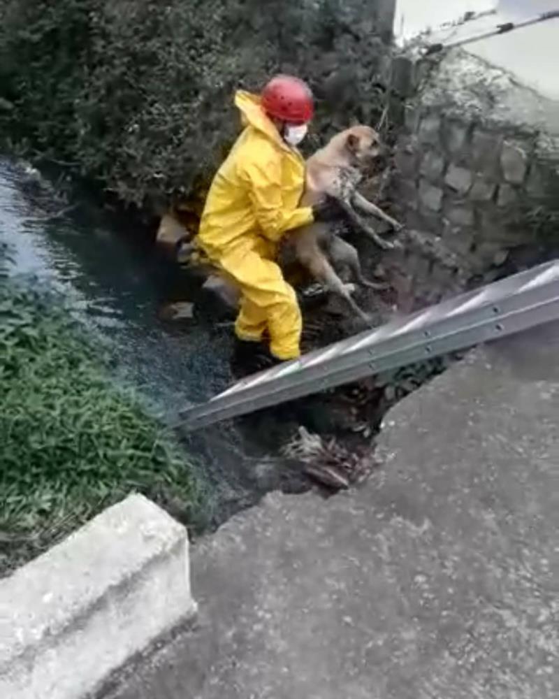 Cão que caiu em rio, em Guaxupé, é resgatado pelos Bombeiros