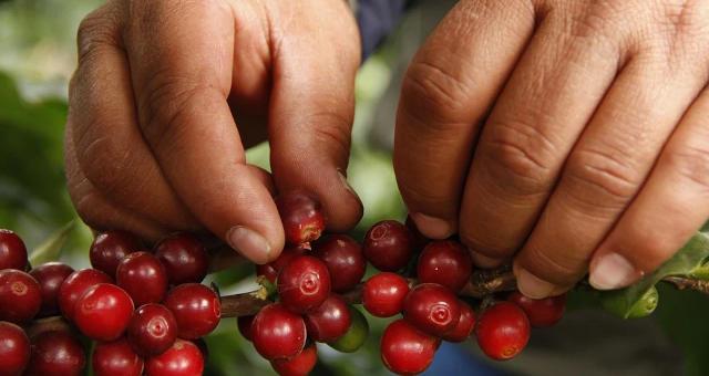 Conab estima produção de café em 49 milhões de sacas