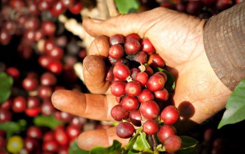 CNC contesta especulações e reafirma que não haverá safra recorde de café