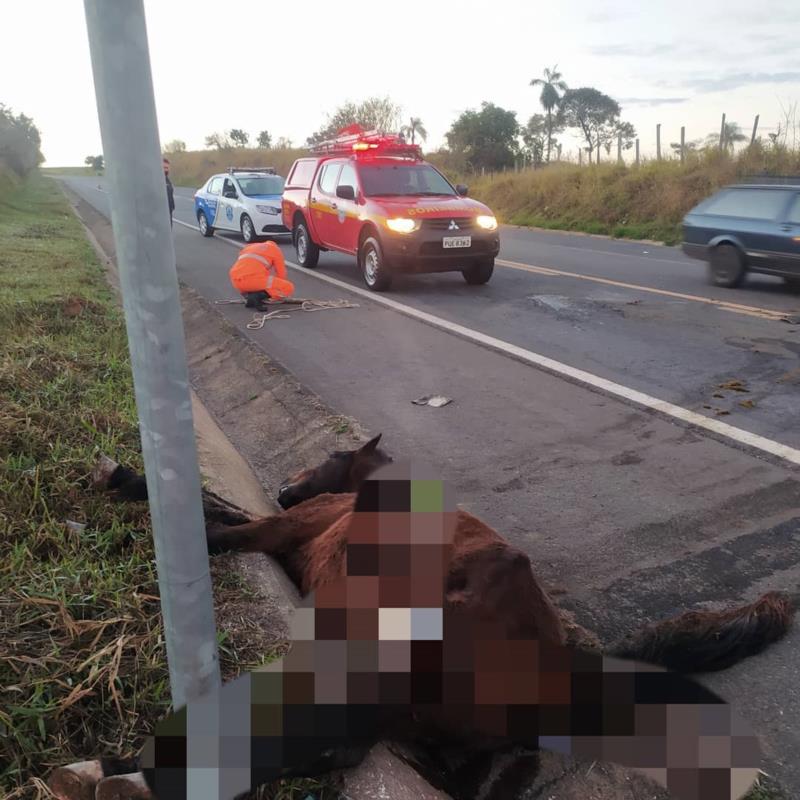 Equino solto na pista é atropelado, morre no local e causa acidente em Guaxupé