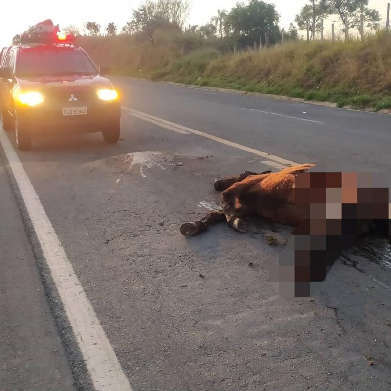 Equino solto na pista é atropelado, morre no local e causa acidente em Guaxupé