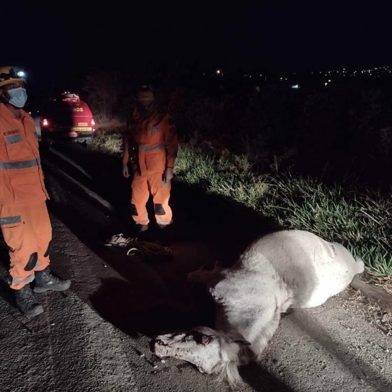 Acidente próximo ao Polo Industrial, em Guaxupé, deixa égua morta