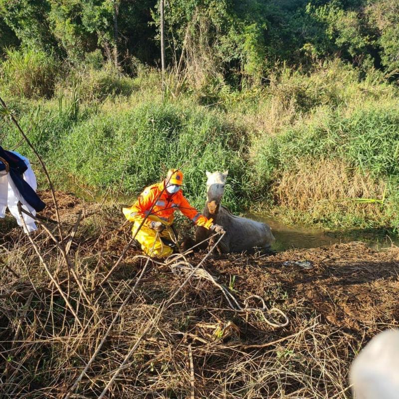 Em Guaxupé, cavalo atolado em lamaçal no Jardim Rosana é resgatado pelos Bombeiros