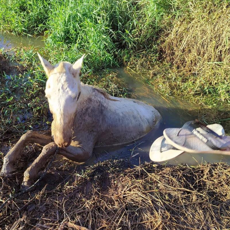 Em Guaxupé, cavalo atolado em lamaçal no Jardim Rosana é resgatado pelos Bombeiros