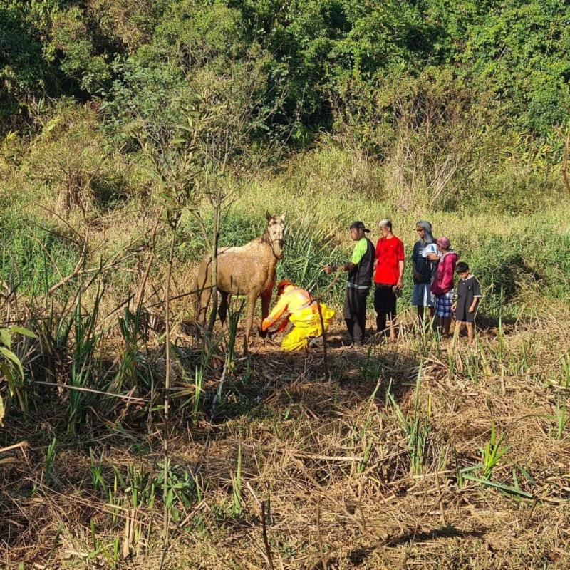 Em Guaxupé, cavalo atolado em lamaçal no Jardim Rosana é resgatado pelos Bombeiros