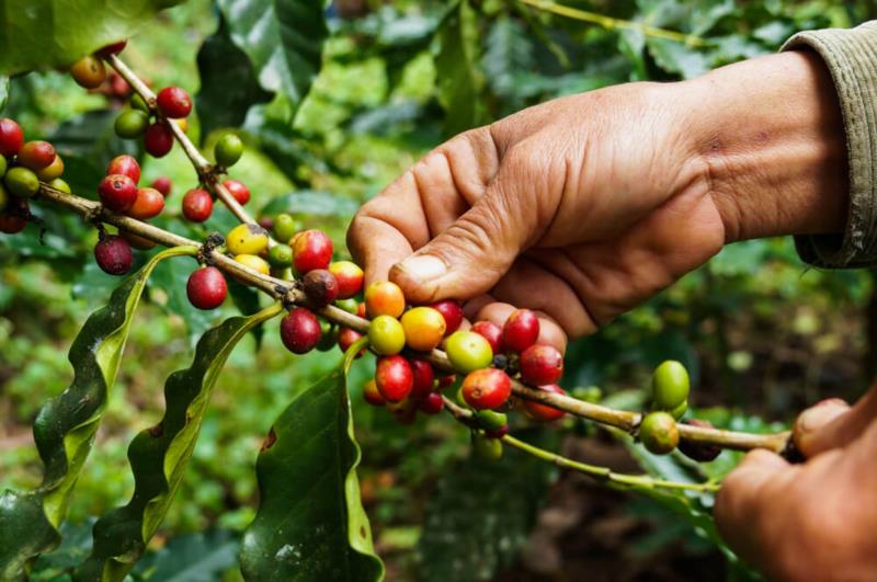 Chuva retorna para algumas áreas produtoras de café nesta semana