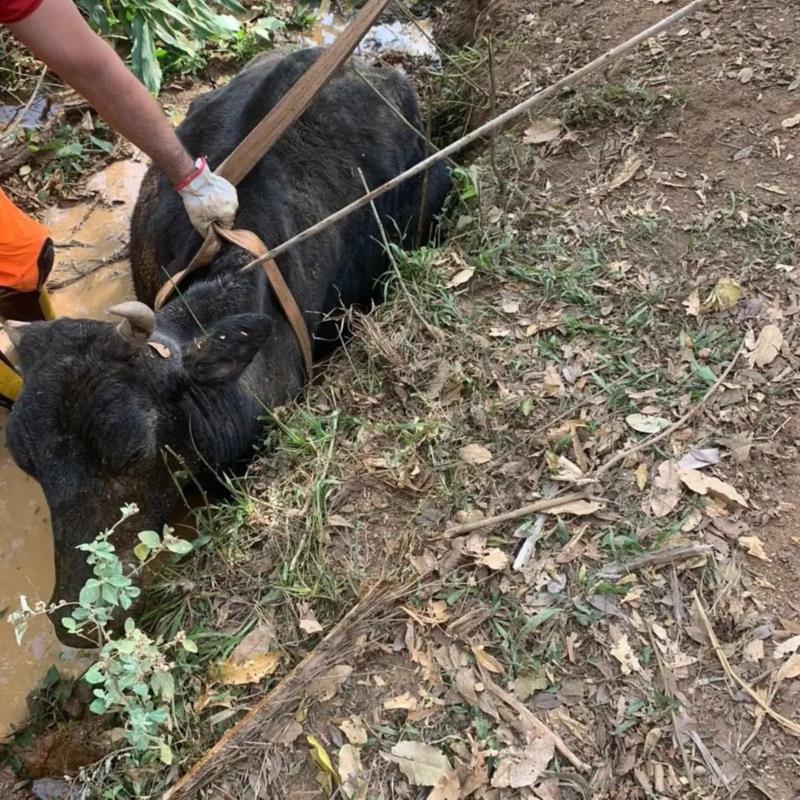 Vaca atolada em córrego foi resgatada pelos Bombeiros em Guaxupé