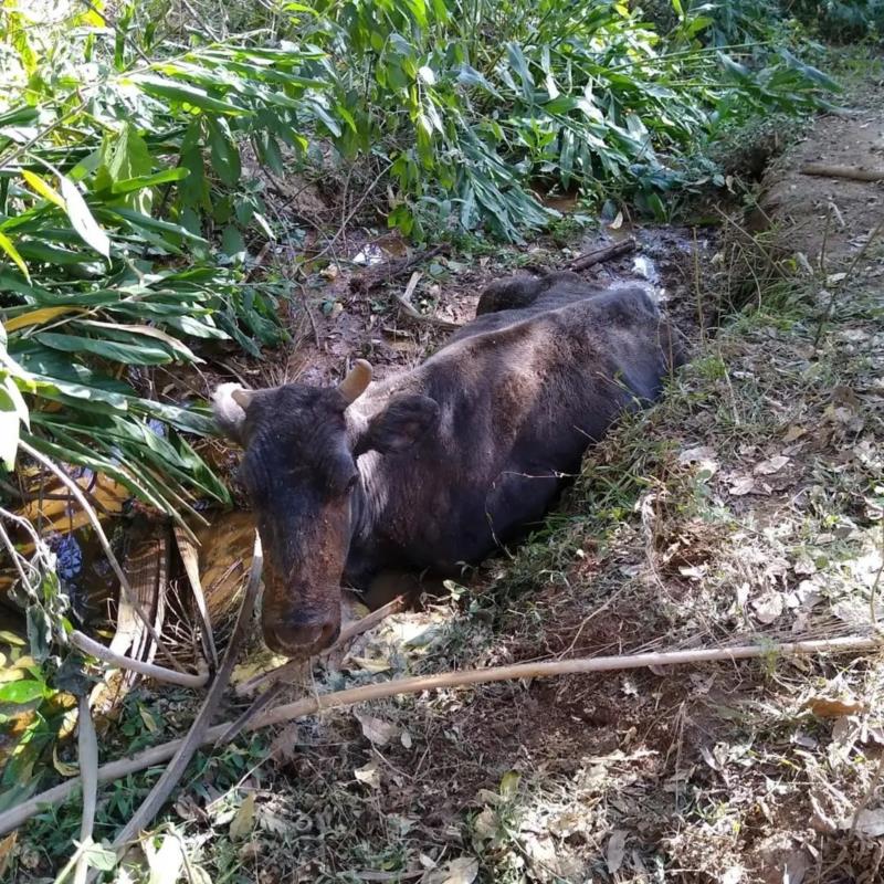 Vaca atolada em córrego foi resgatada pelos Bombeiros em Guaxupé