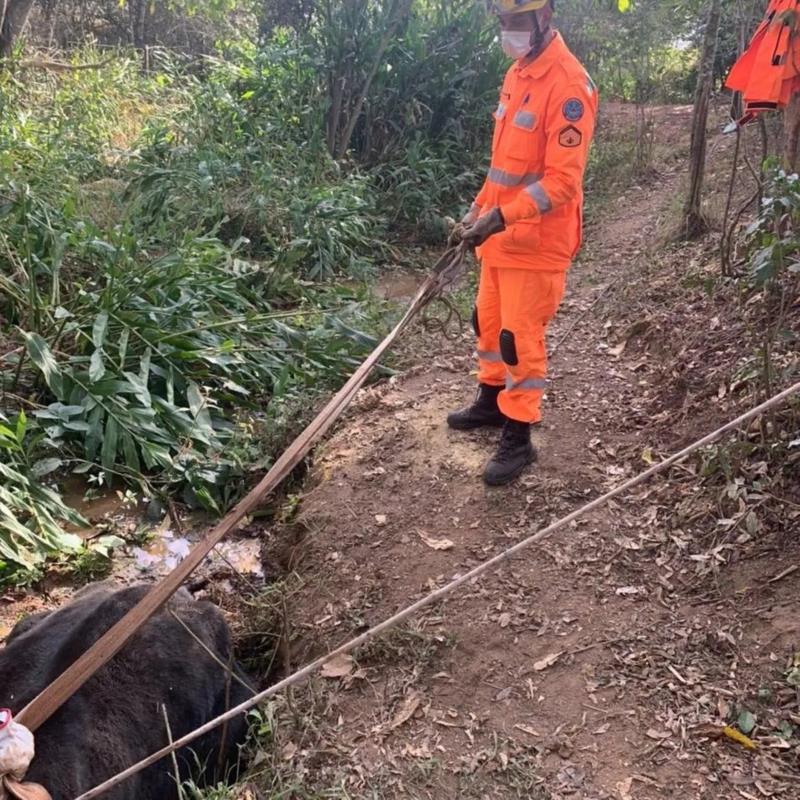 Vaca atolada em córrego foi resgatada pelos Bombeiros em Guaxupé