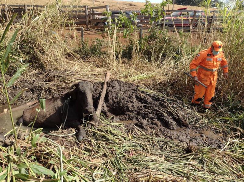 Bombeiros resgatam vaca atolada em lamaçal