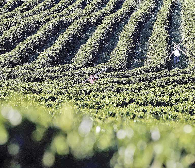 Governo promete ajuda para produtores de café prejudicados com as perdas por geadas em Minas