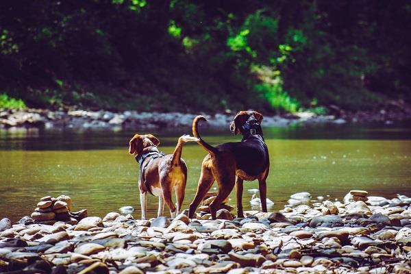 Estado fortalece políticas públicas de proteção a animais domésticos