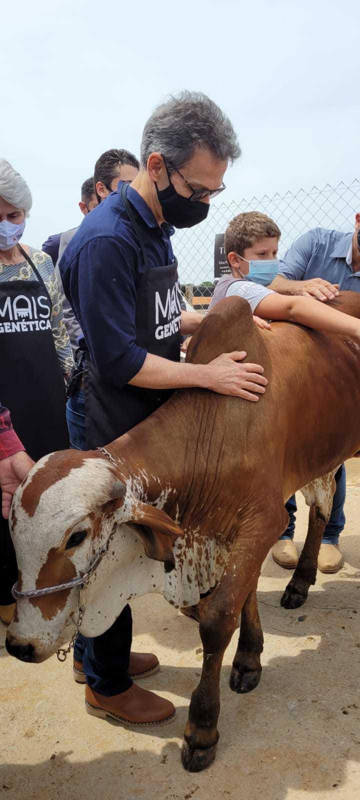 Em Nova Resende, Romeu Zema acompanha inseminação número 100 mil do programa Mais Genética