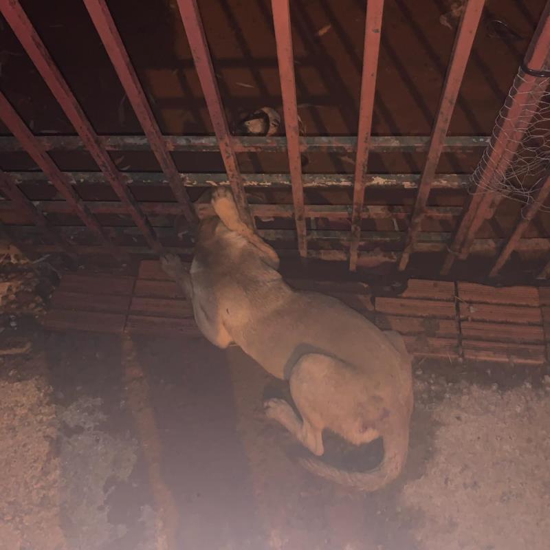 Cão preso nas grades de um portão é resgatado pelos Bombeiros em Guaxupé