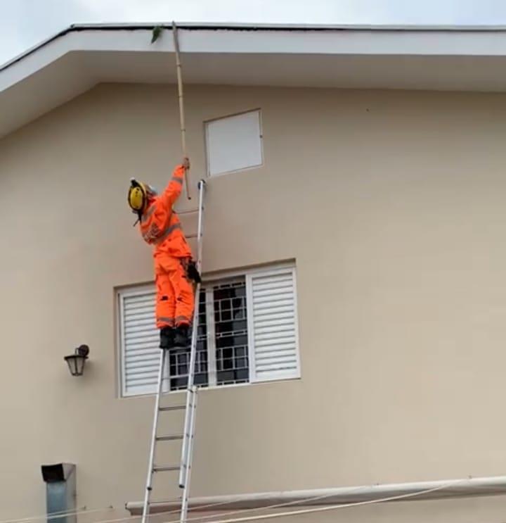 Maritaca fica presa em calha e é resgatada pelo Corpo de Bombeiros