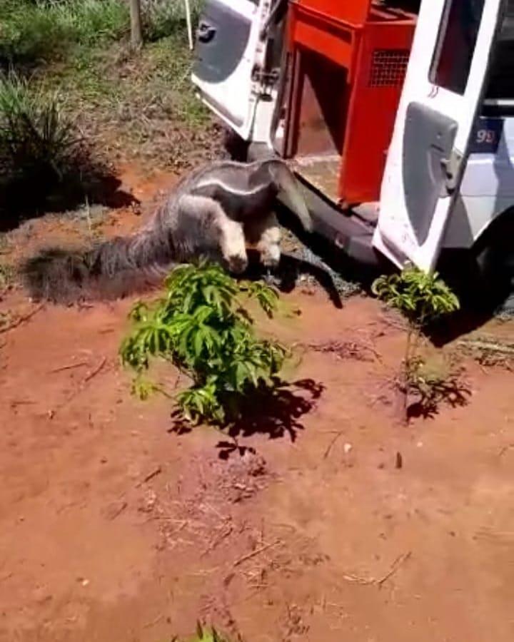 Bombeiros e Defesa Civil de Guaranésia resgatam tamanduá preso em banheiro de cemitério