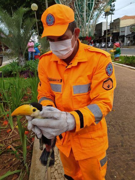 Em Guaxupé, filhotes de tucano caem de árvore e são resgatados pelos bombeiros 