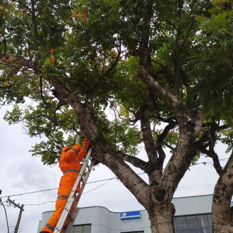 Em Guaxupé, filhotes de tucano caem de árvore e são resgatados pelos bombeiros 