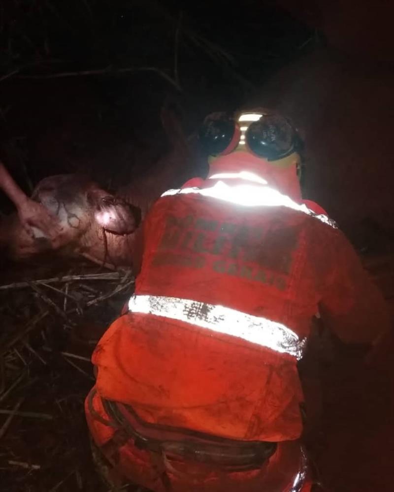 Bombeiros e Defesa Civil de Guaranésia resgatam vaca que caiu em cisterna de 15 metros