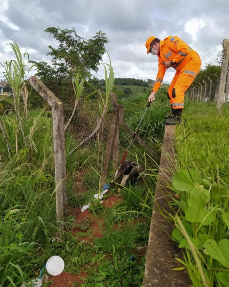 Bombeiros resgatam tamanduá bandeira dentro do complexo da Cooxupé, no Japi