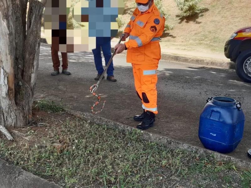 Duas cobras são capturadas pelos Bombeiros em área urbana