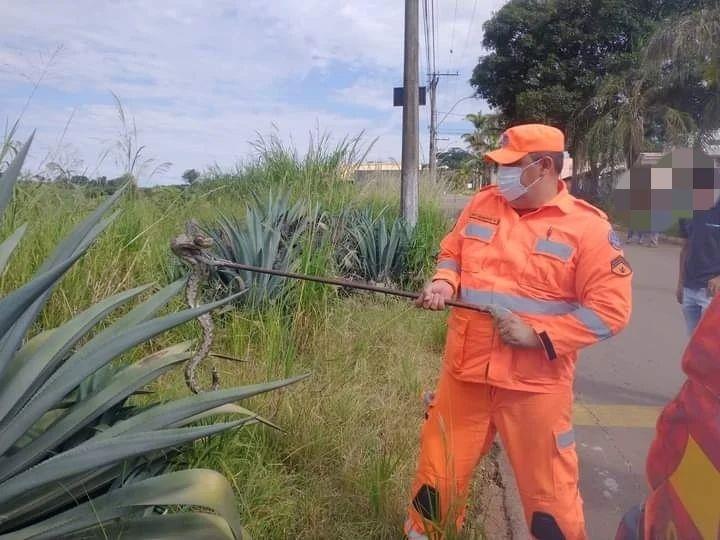 Duas cobras são capturadas pelos Bombeiros em área urbana