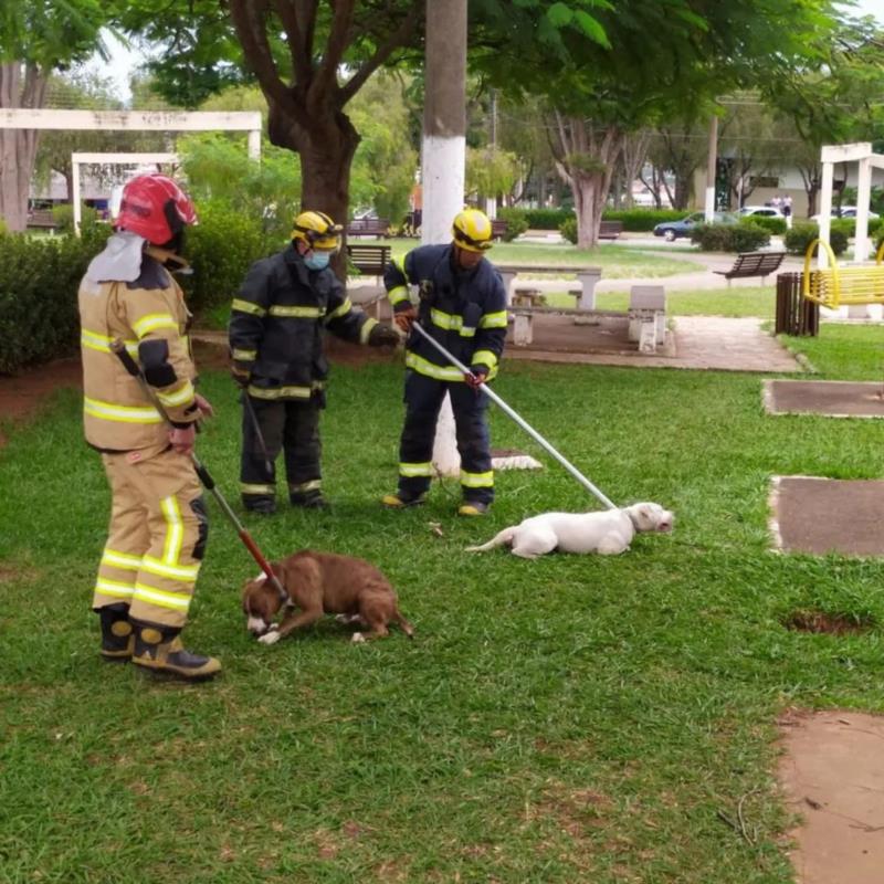 Bombeiros capturam cães Pitbulls que estavam atacando as pessoas na Praça da Rodoviária, em Guaxupé 