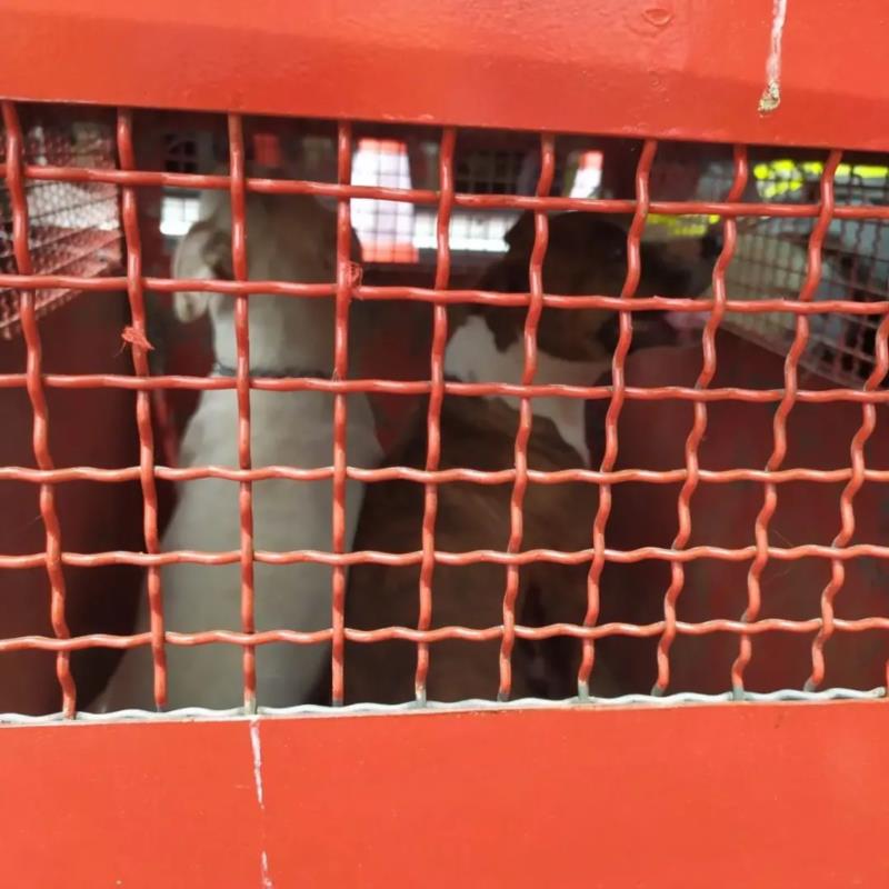 Bombeiros capturam cães Pitbulls que estavam atacando as pessoas na Praça da Rodoviária, em Guaxupé 