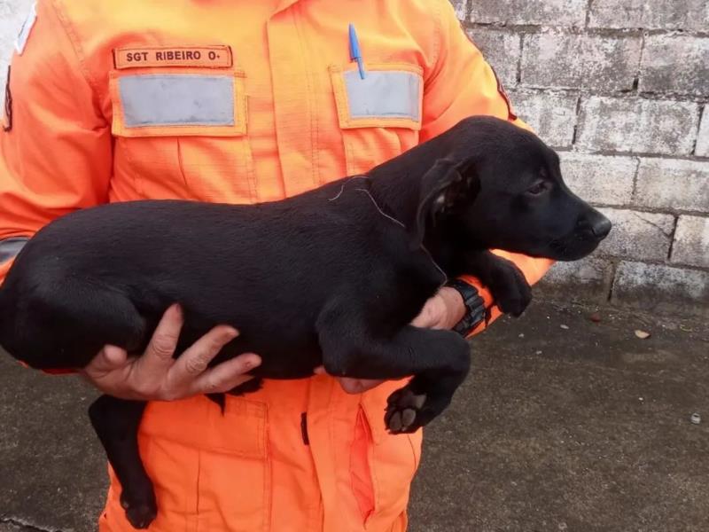 Cãozinho preso sob portão foi resgatado pelos Bombeiros em Guaxupé