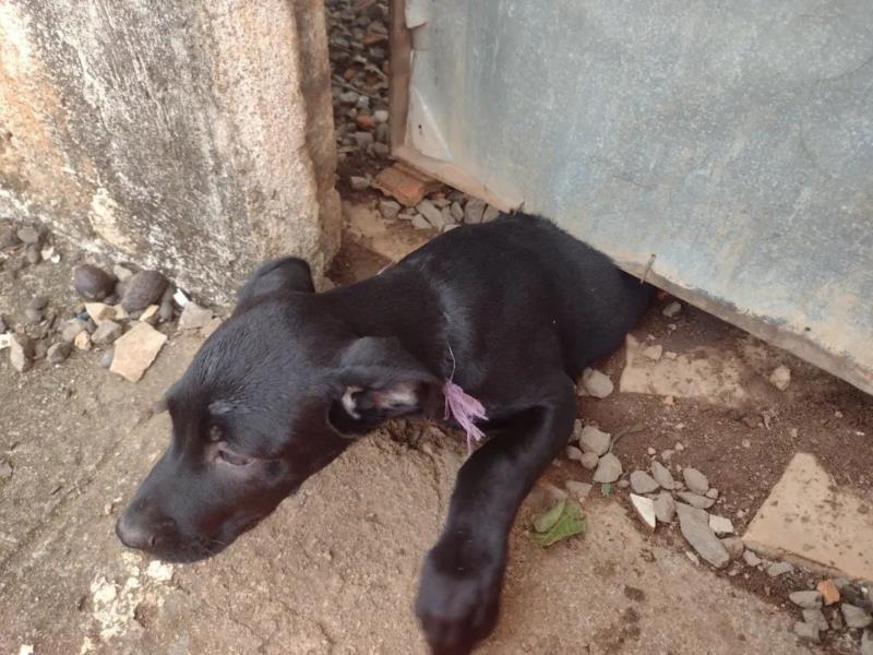 Cãozinho preso sob portão foi resgatado pelos Bombeiros em Guaxupé