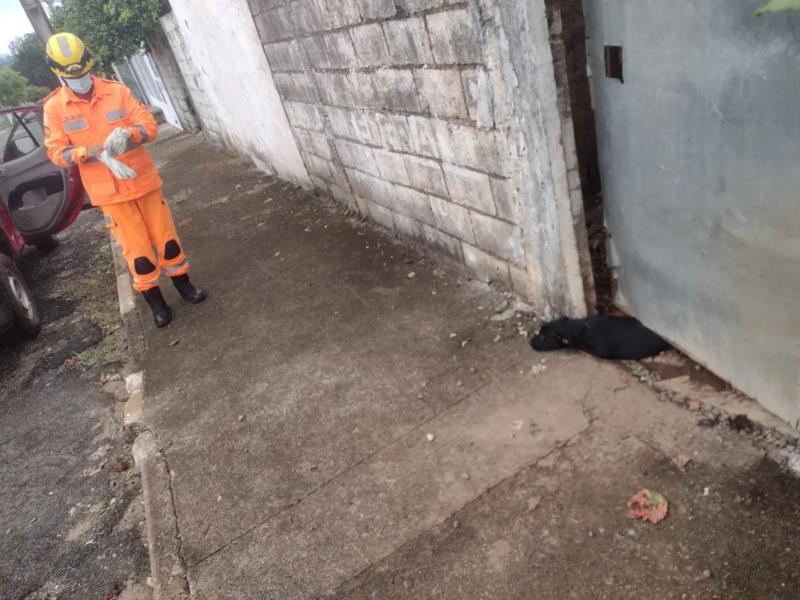 Cãozinho preso sob portão foi resgatado pelos Bombeiros em Guaxupé