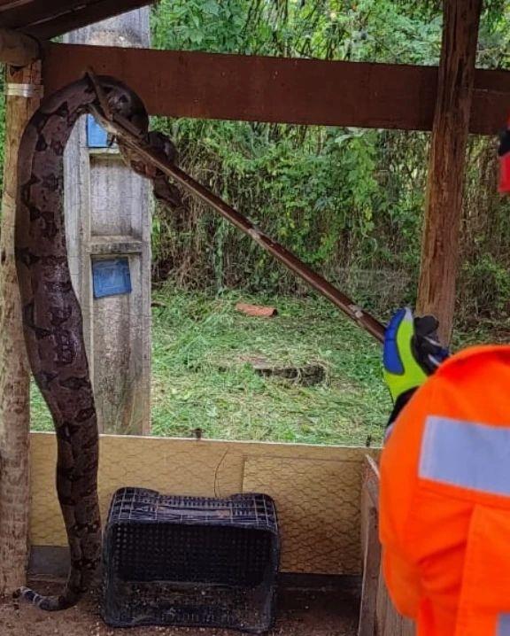 Jiboia resgatada dentro de galinheiro em chácara tinha acabado de se alimentar de uma das aves